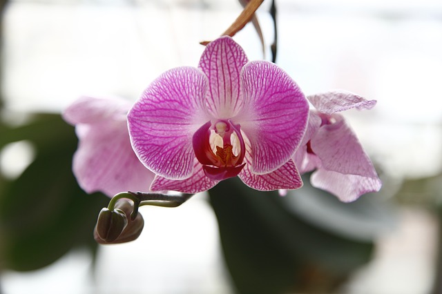 orchidej