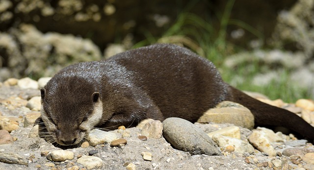 mořská vydra na kamenech