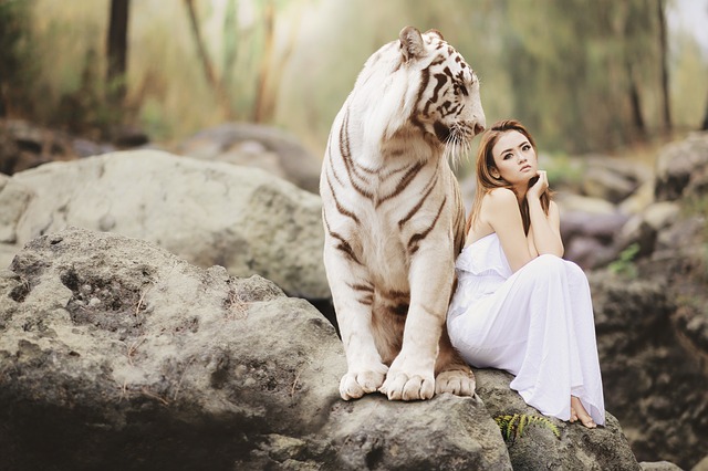 bílý bengálský tygr a dívka