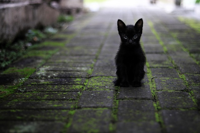 černé koťátko